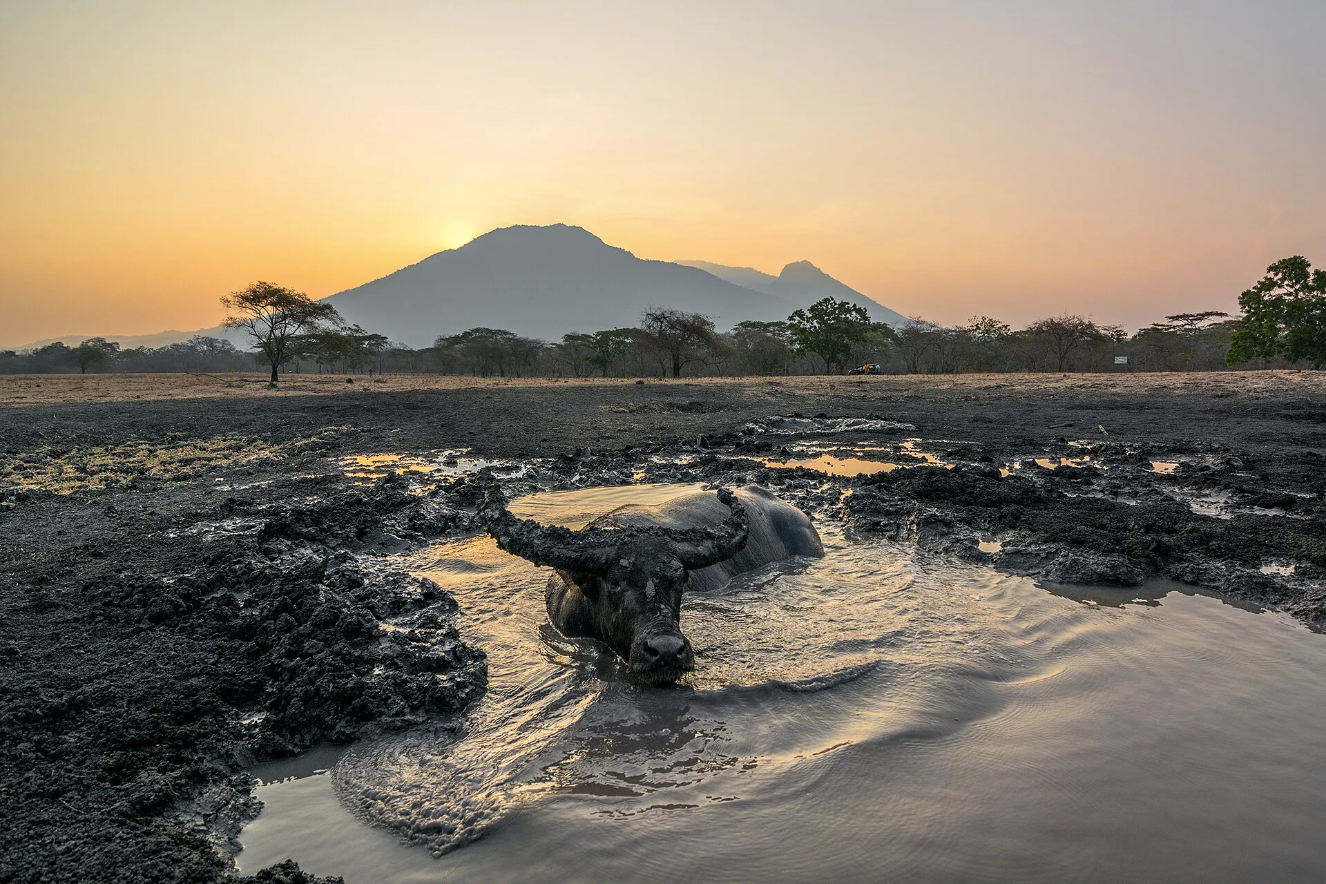 Savana Bekol berwarna keemasan saat matahari rendah di Taman Nasional Baluran.